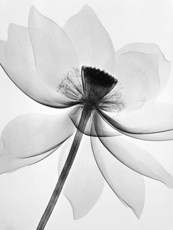 Flower via natural beauty Pinterest board