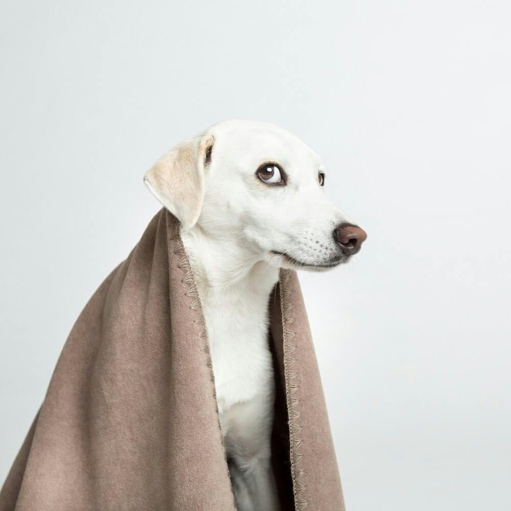 Soft Fleece Dog Blanket Context 4